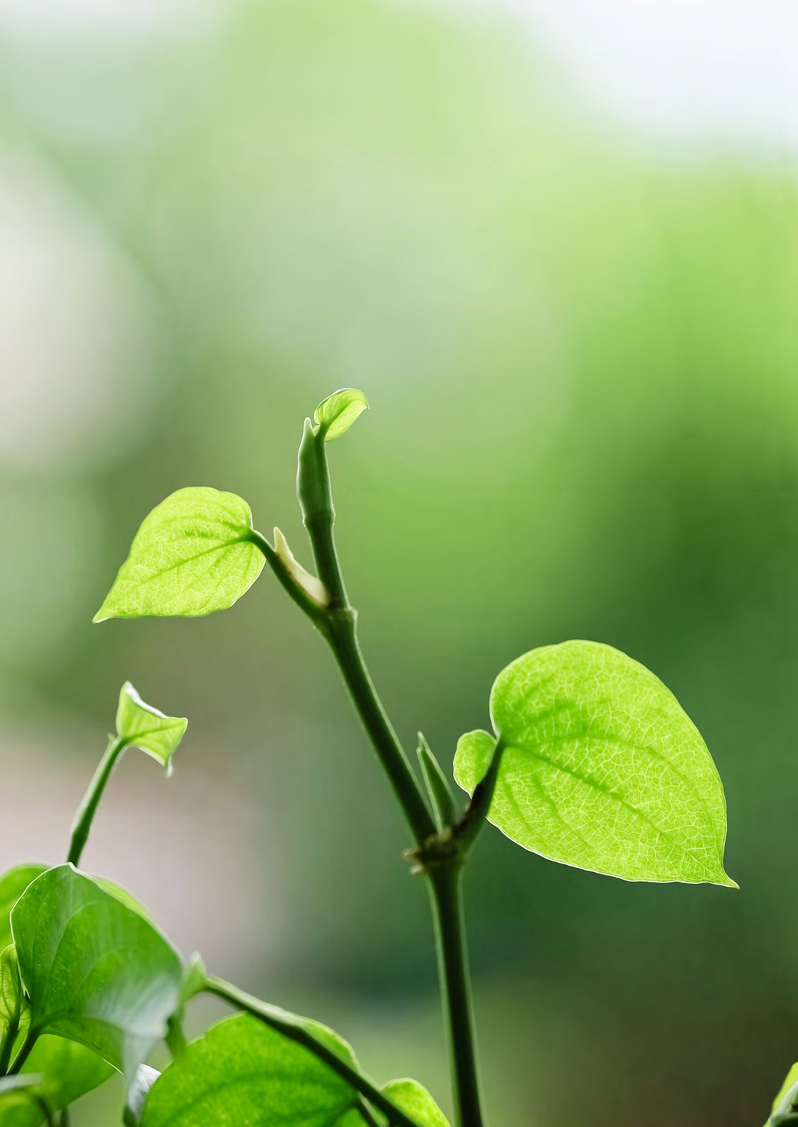 New leaves unfurling on a young vine